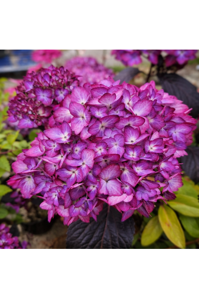 Гортензия широколистая Эклипс